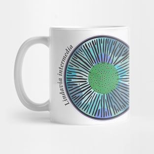 Diatom - Lindavia intermedia (scientific) Mug